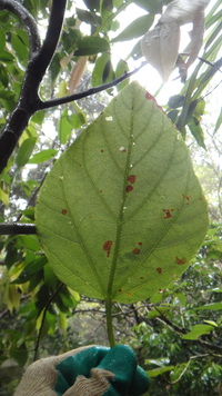 Hibiscus arnottianus