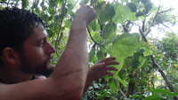 Hibiscus arnottianus