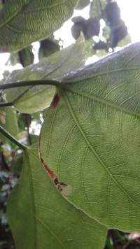Hibiscus arnottianus