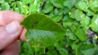Sida fallax
