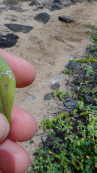 Wollastonia integrifolia