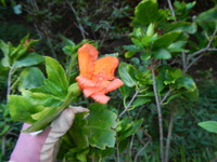 Hibiscus kokio subsp. saintjohnianus