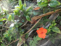 Hibiscus kokio subsp. saintjohnianus