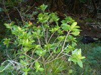 Hibiscus kokio subsp. saintjohnianus