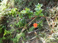 Hibiscus kokio subsp. saintjohnianus