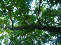 Pittosporum napaliense