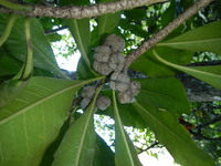 Pittosporum napaliense