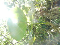 Erythrina sandwicensis