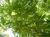 Pittosporum napaliense
