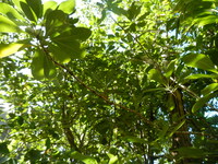 Pittosporum napaliense