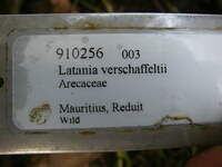 Latania verschaffeltii