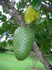 Annona muricata