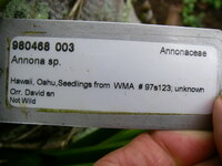 Annona muricata