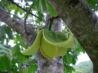 Annona muricata