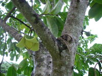 Annona muricata