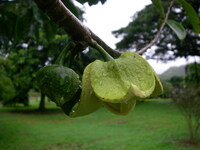 Annona muricata