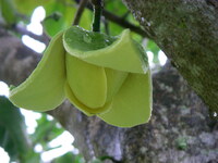 Annona muricata
