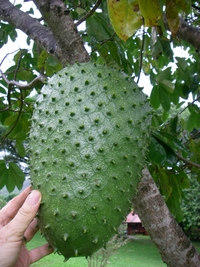 Annona muricata