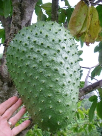 Annona muricata