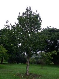 Annona muricata