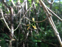 Alyxia stellata