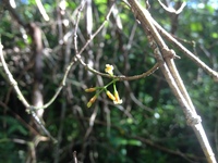 Alyxia stellata