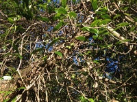 Alyxia stellata