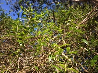 Alyxia stellata
