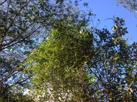Alyxia stellata