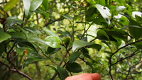 Diospyros sandwicensis