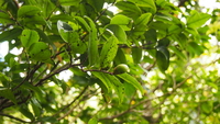Diospyros sandwicensis