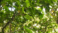 Diospyros sandwicensis