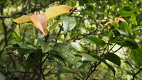 Diospyros sandwicensis