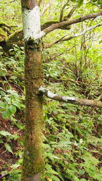 Diospyros sandwicensis