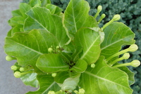 Brighamia insignis
