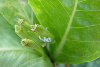 Brighamia insignis