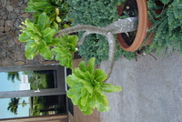 Brighamia insignis