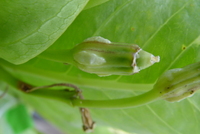 Brighamia insignis