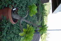 Brighamia insignis
