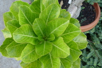 Brighamia insignis