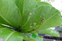 Brighamia insignis