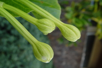Brighamia insignis