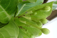 Brighamia insignis