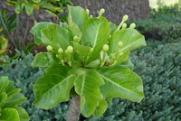 Brighamia insignis