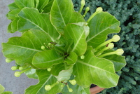 Brighamia insignis