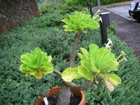 Brighamia insignis