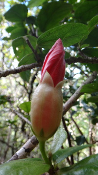Hibiscus kokio subsp. kokio