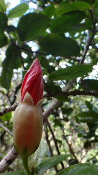 Hibiscus kokio subsp. kokio
