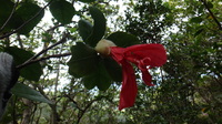 Hibiscus kokio subsp. kokio