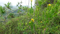 Sida fallax